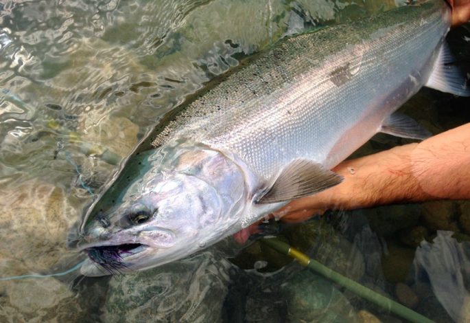 Chinook fish: useful properties, where it lives, delicious recipes