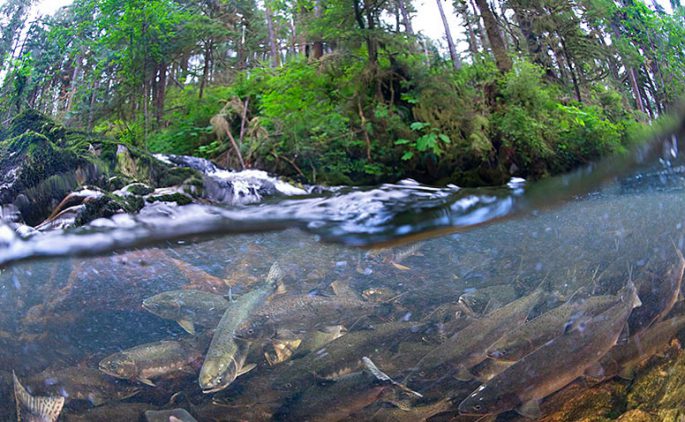 Chinook fish: useful properties, where it lives, delicious recipes