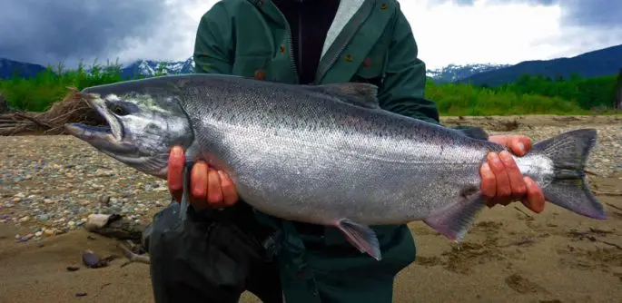 Chinook fish: useful properties, where it lives, delicious recipes