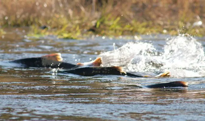 Chinook fish: useful properties, where it lives, delicious recipes