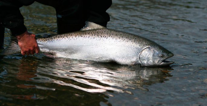 Chinook fish: useful properties, where it lives, delicious recipes