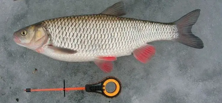 Chub fishing in winter: mormyshka, balancer and lure, fishing on the river