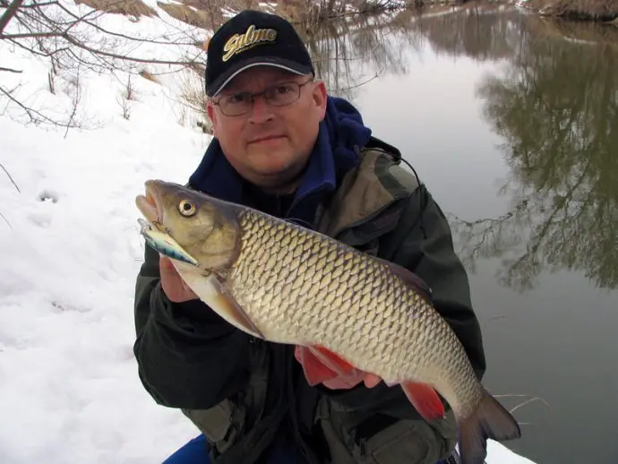 Chub fishing in winter: mormyshka, balancer and lure, fishing on the river