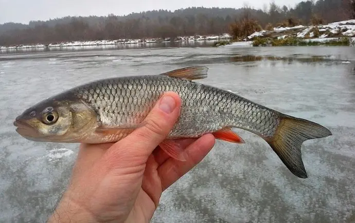 Chub fishing in winter: mormyshka, balancer and lure, fishing on the river