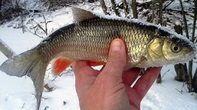 Chub fishing in winter: mormyshka, balancer and lure, fishing on the river