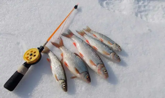 Chub fishing in winter: mormyshka, balancer and lure, fishing on the river