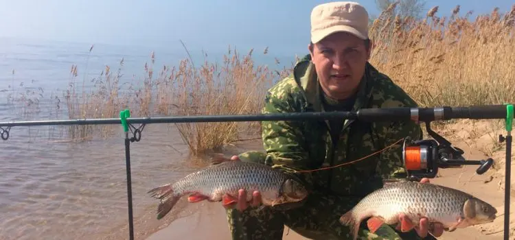 Chub fishing on the donk (feeder): tackle, fishing technique and bait