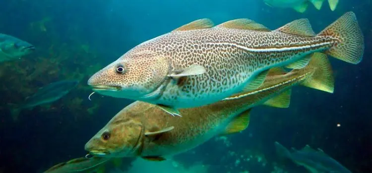 Cod family fish: types and description, appearance, habitat