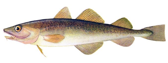 Cod family fish: types and description, appearance, habitat