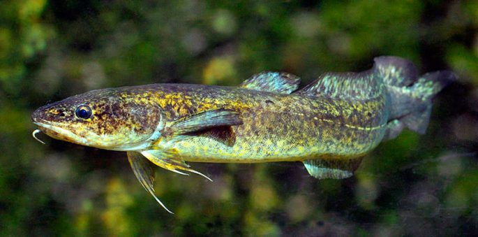 Cod family fish: types and description, appearance, habitat