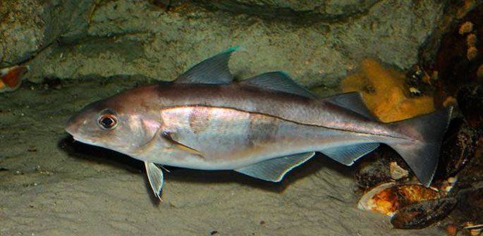 Cod family fish: types and description, appearance, habitat