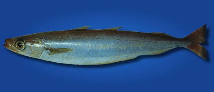 Cod family fish: types and description, appearance, habitat