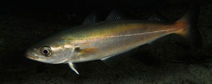 Cod family fish: types and description, appearance, habitat