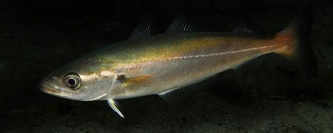 Cod family fish: types and description, appearance, habitat