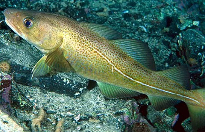 Cod family fish: types and description, appearance, habitat