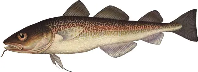 Cod family fish: types and description, appearance, habitat