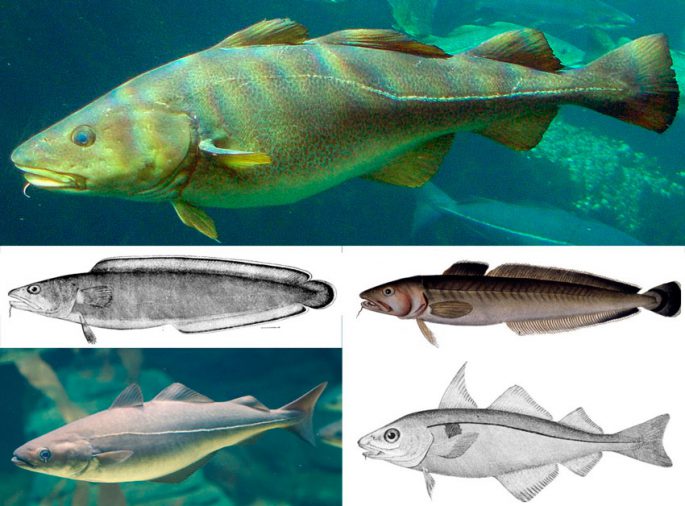 Cod family fish: types and description, appearance, habitat