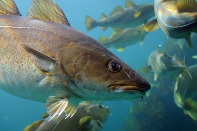 Cod family fish: types and description, appearance, habitat