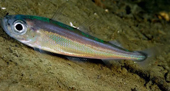 Cod family fish: types and description, appearance, habitat