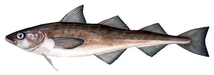 Cod family fish: types and description, appearance, habitat