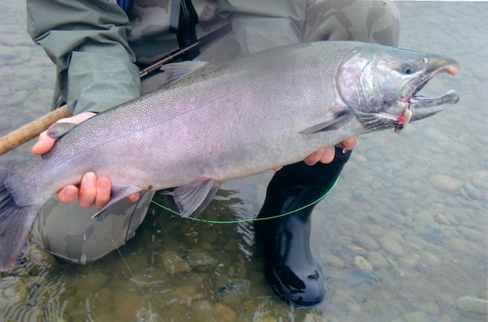 Coho salmon fish - benefits and harms, delicious culinary recipes