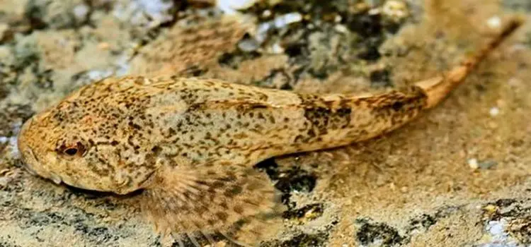 Common sculpin: description, habitat, red book