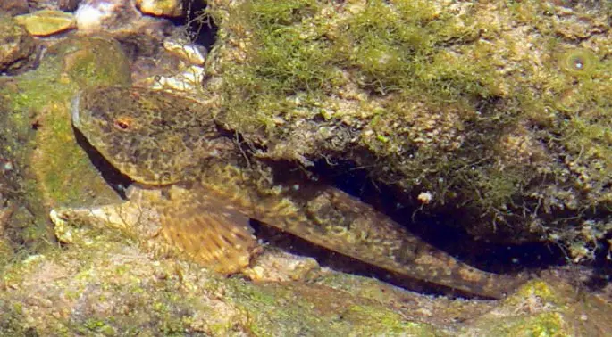 Common sculpin: description, habitat, red book