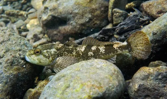 Common sculpin: description, habitat, red book