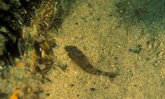 Common sculpin: description, habitat, red book