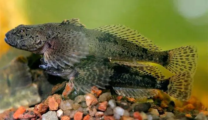 Common sculpin: description, habitat, red book