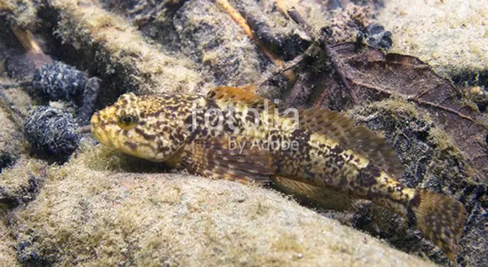 Common sculpin: description, habitat, red book