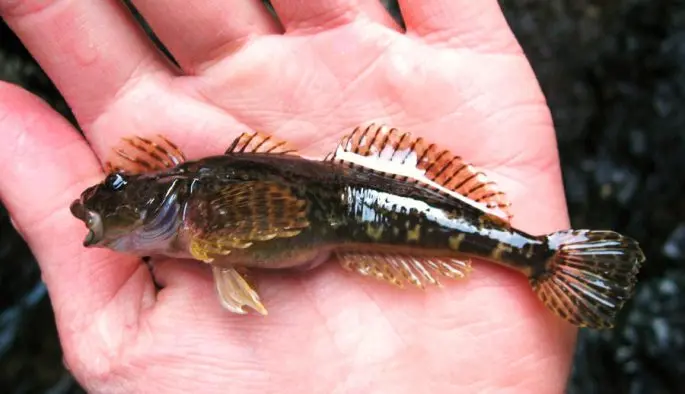 Common sculpin: description, habitat, red book