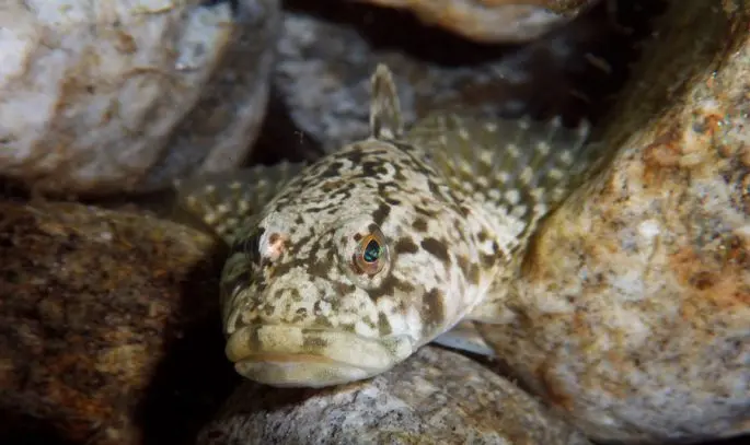 Common sculpin: description, habitat, red book