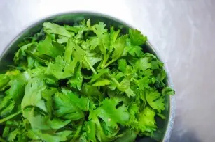 Coriander - medicinal properties and use of coriander in culinary recipes