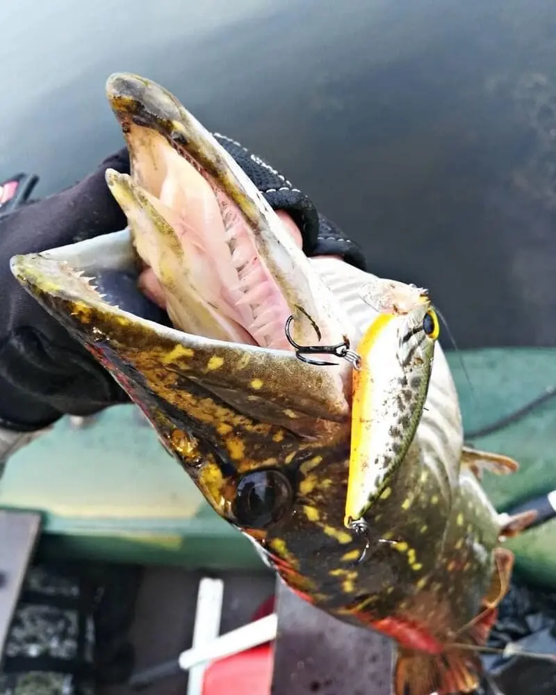 Cranks on the pike