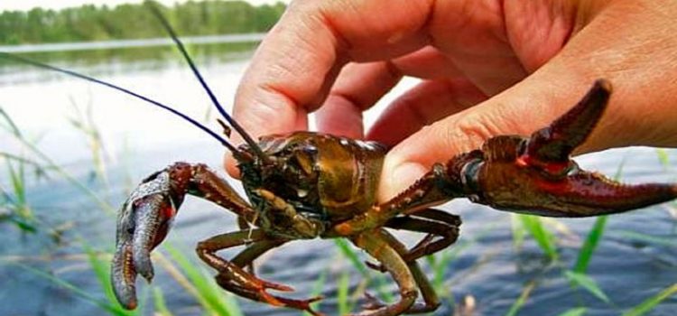 I-Crayfish - indlela yokubamba i-crayfish ku-crayfish, ama-baits, lapho ungayibamba