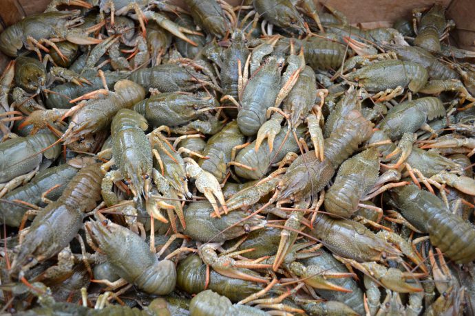 Crayfish - how to catch crayfish on a crayfish, baits, where to catch