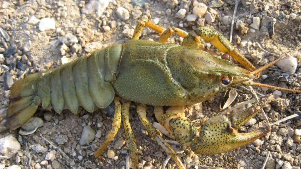 Crayfish - how to catch crayfish on a crayfish, baits, where to catch