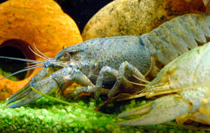 Crayfish - how to catch crayfish on a crayfish, baits, where to catch
