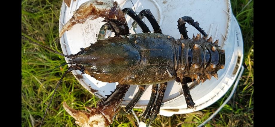 Crayfish fishing: the season for catching crayfish with hands and for crayfish