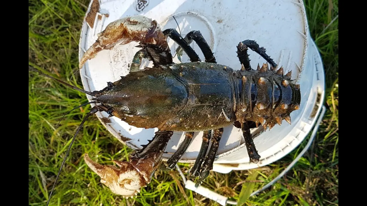 Crayfish fishing: the season for catching crayfish with hands and for crayfish