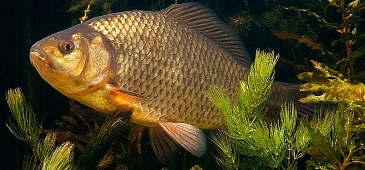 Crucian: zivju apraksts, biotops, dzīvesveids un makšķerēšanas metode