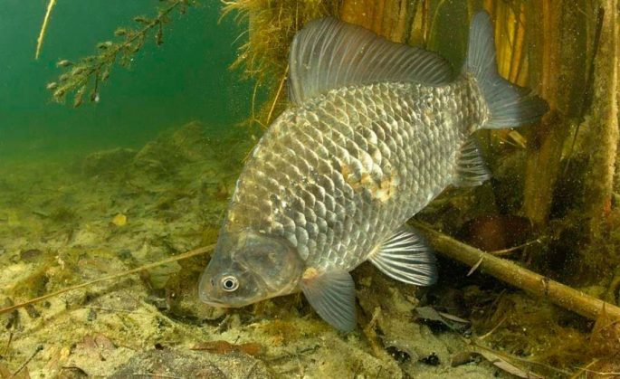 Crucian: description of fish, habitat, lifestyle and method of fishing