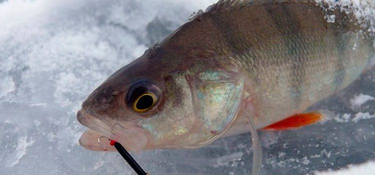 Devil on a perch: how to do it yourself, fishing tactics