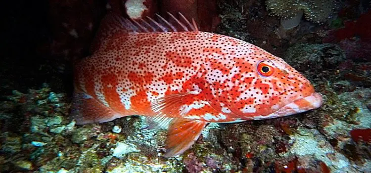 Do fish sleep at night, in an aquarium and on a river