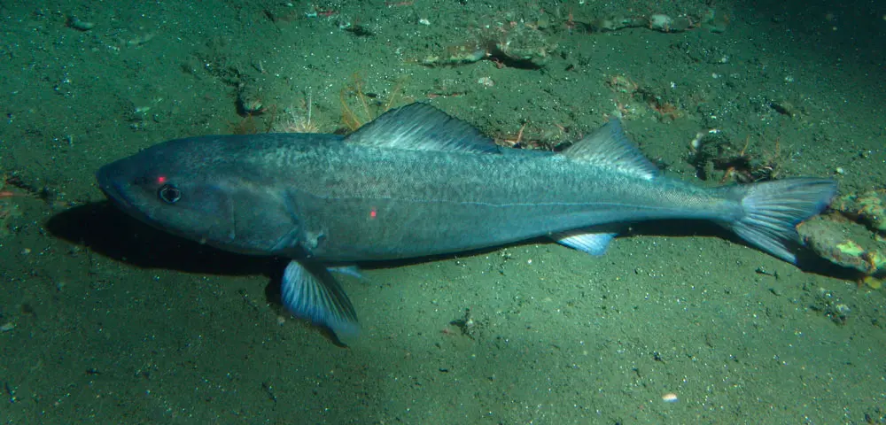 Do fish sleep at night, in an aquarium and on a river