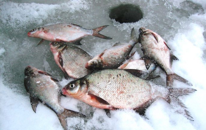Do-it-yourself bait for bream in winter: proven recipes and recommendations