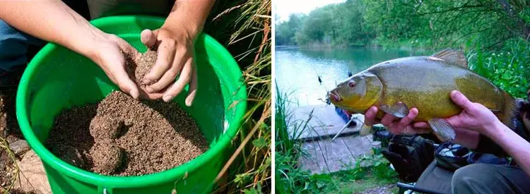 Do-it-yourself bait for tench, the best recipes