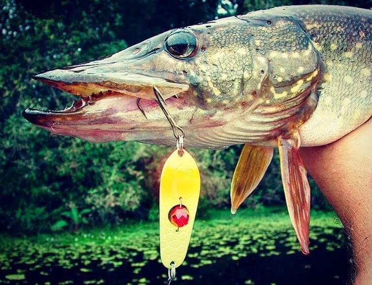 Do-it-yourself lure for pike