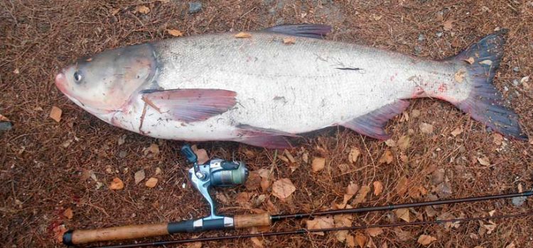 Do-it-yourself tackle on a silver carp